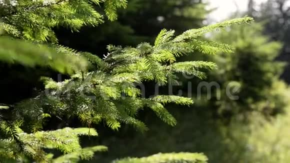 枝的幼杉树随风在林中移动夏日时光晴天视频的预览图