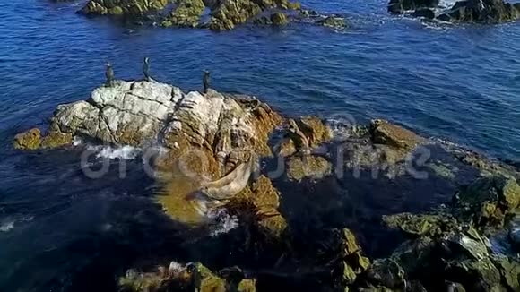 黑色鸬鹚以慢动作从海中的石头上起飞视频的预览图