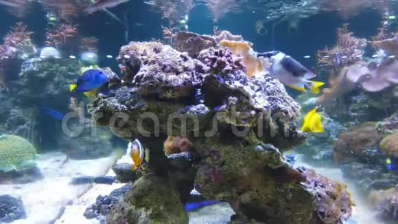 各种鱼与岩石和珊瑚一起游泳视频的预览图