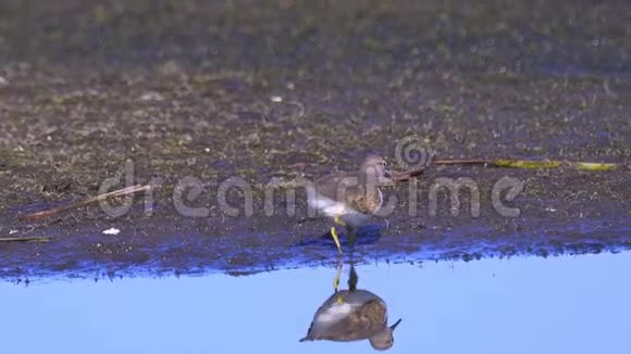 鸟类常见的沙漏性腺炎低血容量走过沼泽视频的预览图