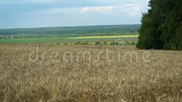 在晴朗的夏日在平静的天气下美丽的金色小麦田视频的预览图