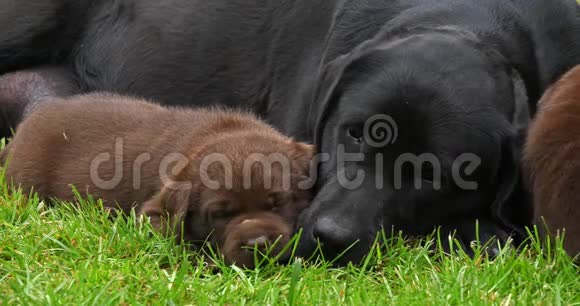 黑色拉布拉多猎犬草地上的婊子和棕色小狗睡觉诺曼底慢动作视频的预览图