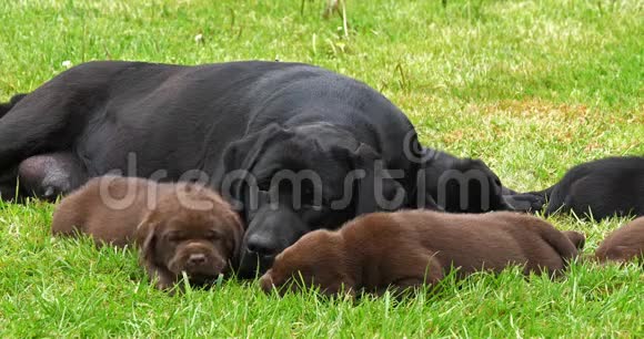 黑色拉布拉多猎犬草地上的婊子和棕色小狗睡觉诺曼底慢动作视频的预览图