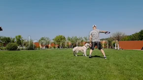 夏天在懒汉的花园草坪上和他的白狗玩耍视频的预览图