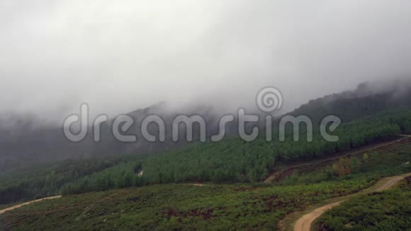 雾笼罩在山林中的一片松树林从无人机拍摄的风景视频的预览图
