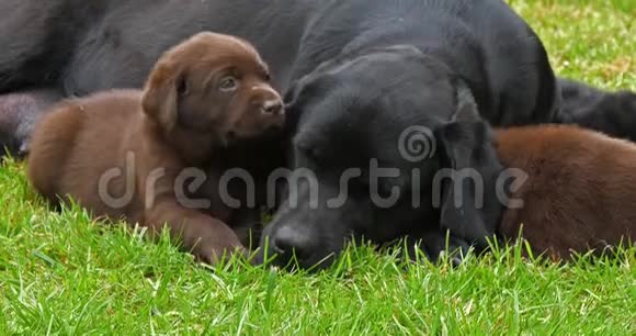 黑色拉布拉多猎犬草地上的婊子和棕色小狗睡觉诺曼底慢动作视频的预览图