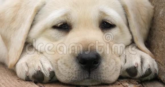 拉布拉多猎犬黄色小狗睡在手推车诺曼底在法国慢动作视频的预览图