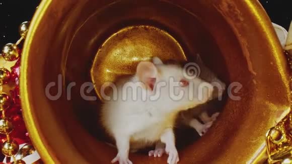 可爱的毛茸茸的小老鼠白色和灰色的皮毛坐在金色的圣诞锅里视频的预览图