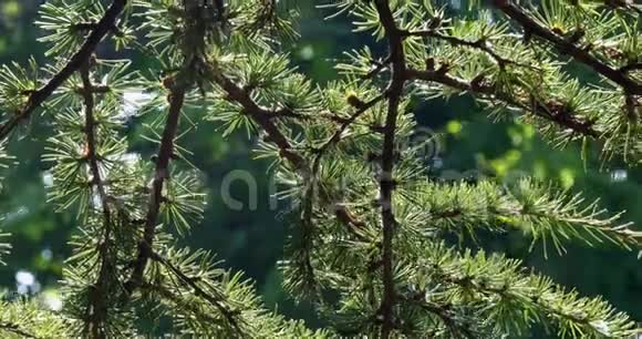 黎巴嫩的风和雪松法国的诺曼底慢动作视频的预览图