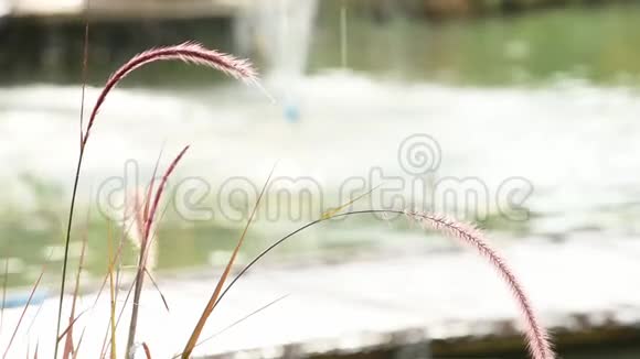 花白色和棕色的草或黄叶草沿着池塘随风摇摆视频的预览图