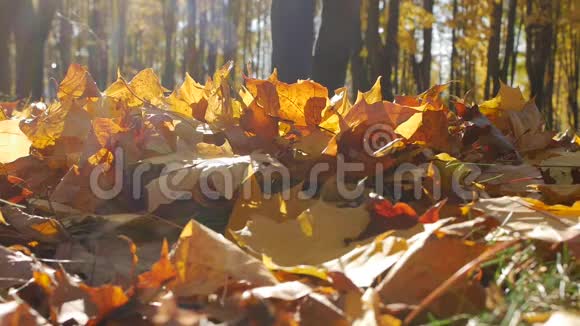 在阳光明媚的秋天有人用脚踢了一堆枫叶视频的预览图