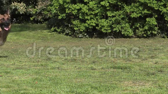 家犬德国牧羊犬草地上奔跑的女性视频的预览图