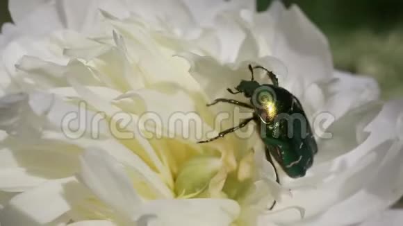 蔷薇或绿玫瑰花秋葵牡丹花瓣中视频的预览图