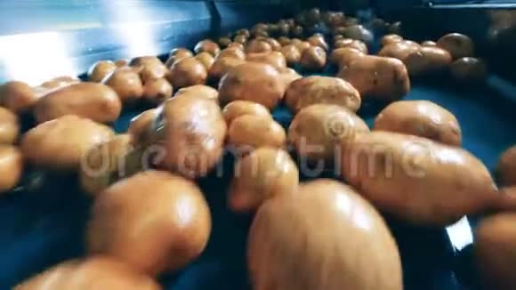 把挖出来的土豆用机械运输视频的预览图