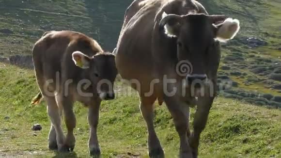 小牛和他妈妈视频的预览图