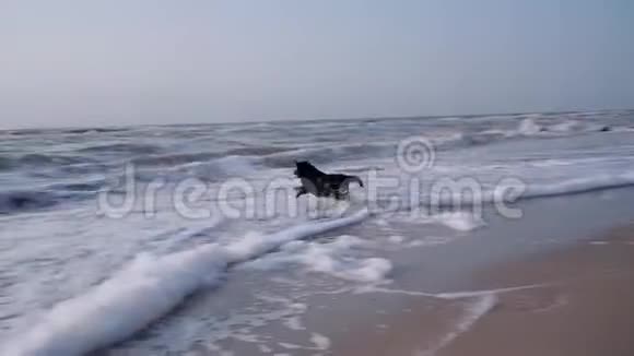 黑色的拉布拉多犬在大海里寻找棍子狗从海浪中伸出长长的棍子视频的预览图
