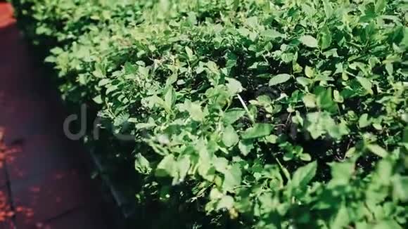 漂亮的绿色植物装饰布什在一个私人住宅树叶的特写视频的预览图