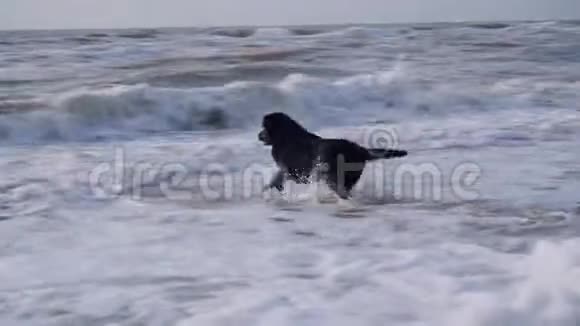 黑狗穿过海浪和海中的泡沫然后把它还给主人视频的预览图