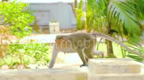 猴子在屋顶上散步视频的预览图