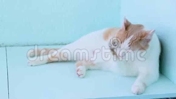 白色和红色的毛茸茸的猫洗了他的脸视频的预览图