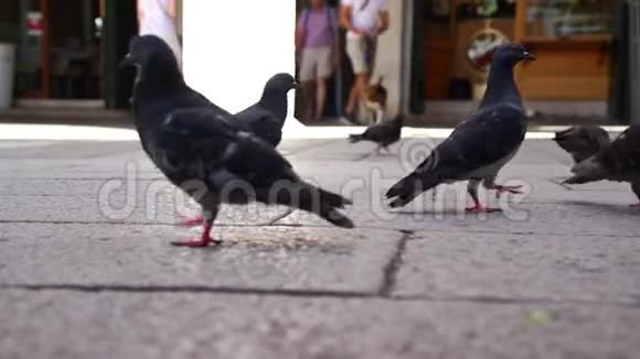 深灰色的鸽子在近景的广场上寻找食物视频的预览图