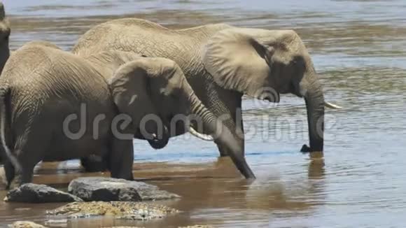在肯尼亚的马萨伊马拉靠近大象喝酒视频的预览图