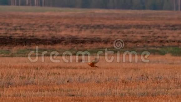 在白俄罗斯野鸟飞过田野在欧亚大陆成年男性有时被称为视频的预览图