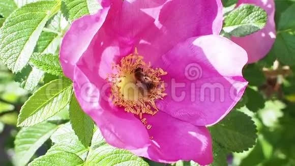 蜜蜂和苍蝇从狗玫瑰的粉红色花朵中收集花粉视频的预览图