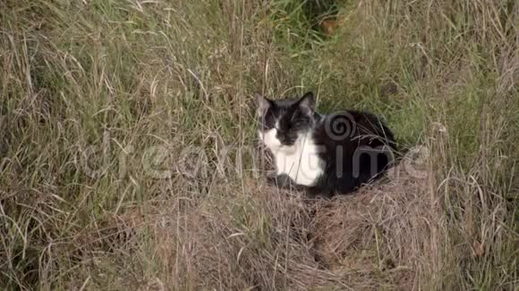 黑白猫躺在干草里家猫宠物视频的预览图