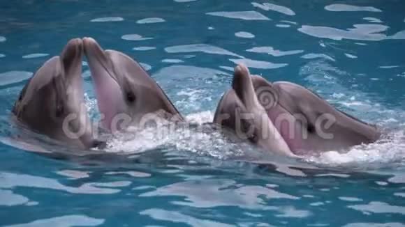 海豚在游泳池的海豚馆跳舞海豚表演慢动作视频的预览图
