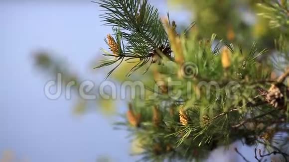 圣诞树松树枝在风中吹起的针叶树锥年轻的云杉枝的近缘视频的预览图