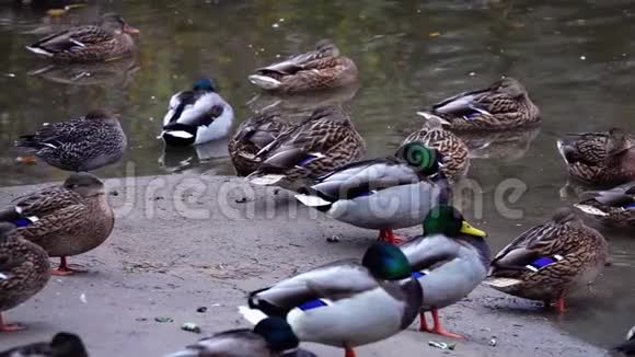 鸭子睡在水塘旁边城市生活中的鸟类视频的预览图