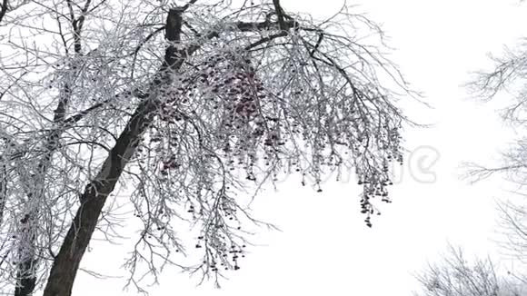 冬季公园灌木和树木覆盖着厚厚的霜树枝上挂着红色的果实视频的预览图