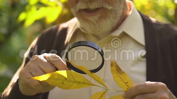 好奇老人用放大镜看树叶科学项目视频的预览图