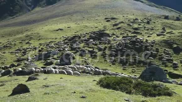 羊在山上吃草视频的预览图