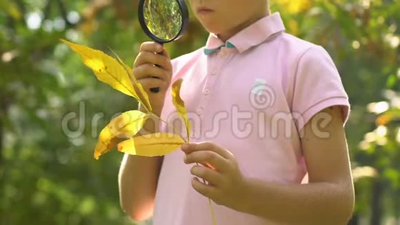 好奇的小男孩透过放大镜观察树叶学习大自然视频的预览图