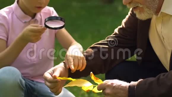 小男孩和他的祖父在公园里用放大镜研究树叶视频的预览图