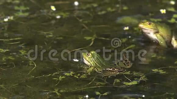 可食用青蛙雷纳埃丘利塔雄性跳跃雄性呼唤膨胀的声带在法国诺曼底池塘视频的预览图