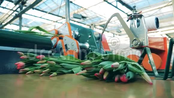 花卉产业花卉生产郁金香批次被扔到传送带上视频的预览图