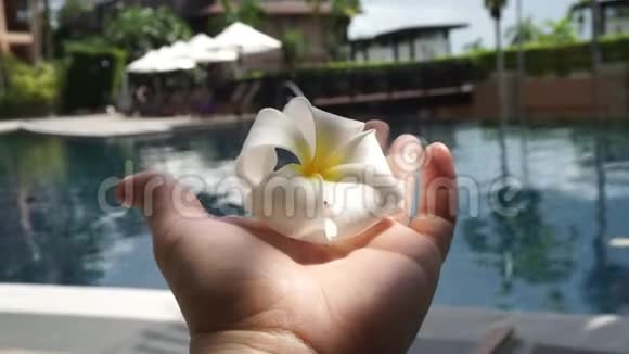 在泰国热带度假胜地手捧Frangipani花在游泳池旁放松视频的预览图