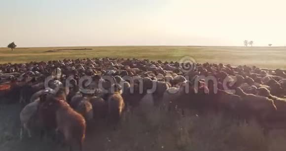 乌克兰草原羊群低空近距离鸟瞰图视频的预览图