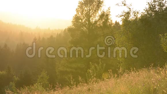 风景日落在山林中的草地上树木和草地有被日落背光照亮的杂色草地驾驶va视频的预览图