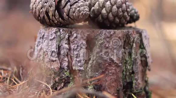 松果蘑菇锡尼锡生长在森林中视频的预览图