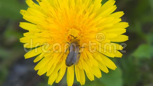 一只蜜蜂在蒲公英上收集花粉视频的预览图