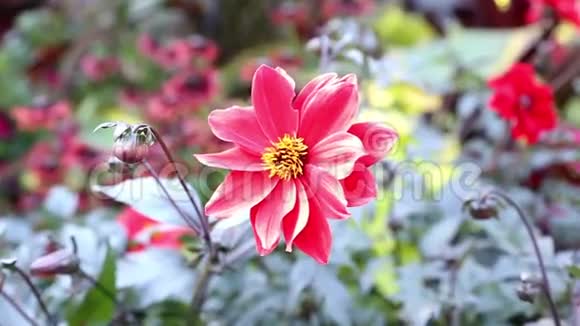 红花的运动视频的预览图
