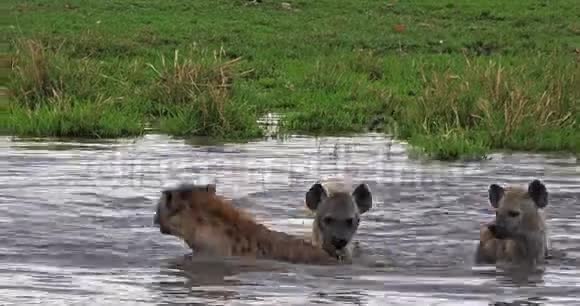 肯尼亚MasaiMara公园Hyenacrocutacrocuta集体玩水视频的预览图
