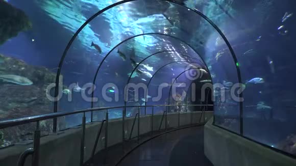 水族馆的隧道和玻璃视频的预览图