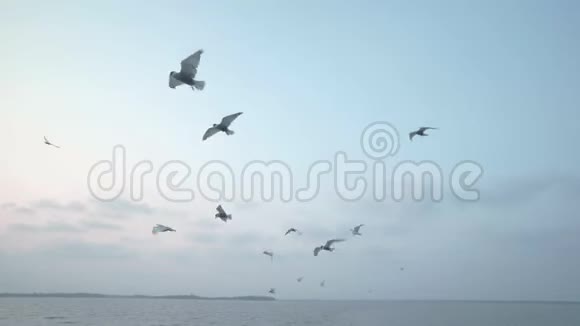 海鸥在喀拉海上飞行视频的预览图