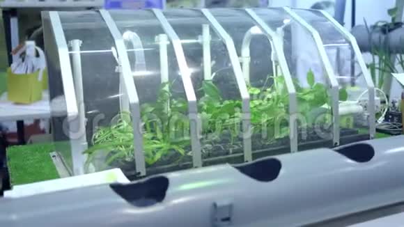 小型智能家居温室在家里种蔬菜和水果水培和特殊照明视频的预览图