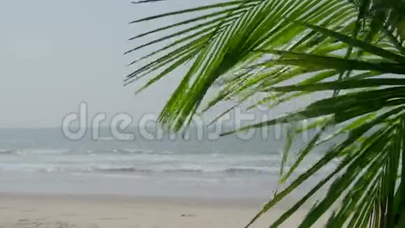棕榈树的叶子在豪华的海滩上视频的预览图